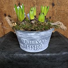 Hyacinth arrangements 