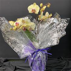 Gift wrapped orchid plants