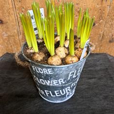 Blue mascara arrangements 