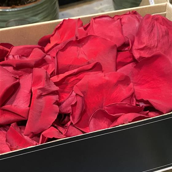 Preserved Red rose petals